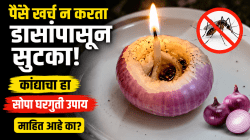 फक्त एक कांदा… आणि डासांचा खेळ खल्लास! डासांना पळवण्याचा स्वस्त आणि मस्त घरगुती उपाय!