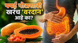पपई पोटासाठी खरंच ‘वरदान’ आहे का? जाणून घ्या काय सांगते विज्ञान आणि आयुर्वेद!