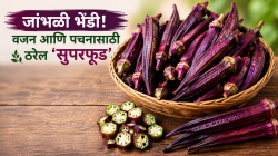 हिरवी नाही, आता जांभळी भेंडी! वजन आणि पचनासाठी ठरेल ‘सुपरफूड’