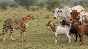 Kuno National Park Cheetah updates | Project Cheetah MP hunting patterns | Cheetah preying on domestic goats and cows | Wildlife report on African Cheetahs in India