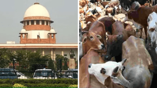 Supreme Court interim stay on cow slaughter ban | Tamil Nadu government petition against Madras High Court order | सर्वोच्च न्यायालयाकडून गोवंशहत्या बंदी आदेशाला स्थगिती | मद्रास उच्च न्यायालय विरुद्ध तमिळनाडू सरकार गोहत्या कायदा