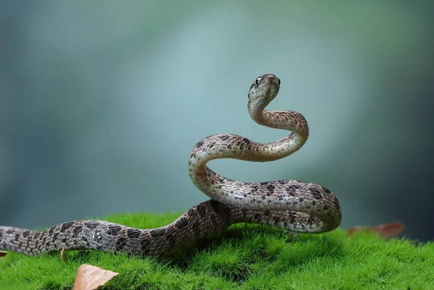Most venomous snakes in India