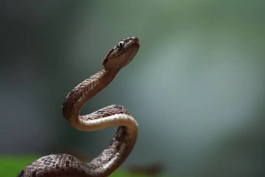 Most venomous snakes in India