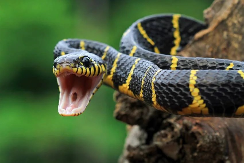 Most venomous snakes in India