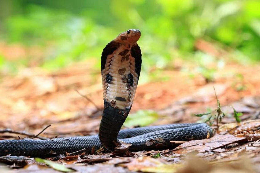 Most venomous snakes in India