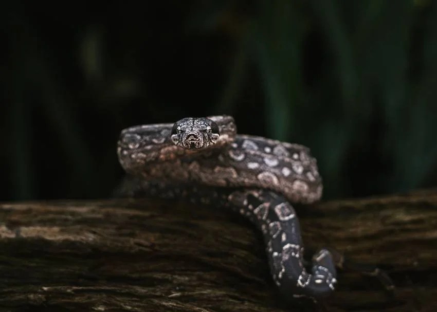 Most venomous snakes in India