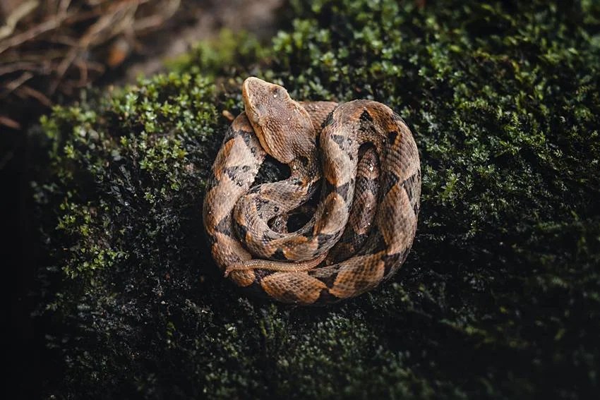 Most venomous snakes in India