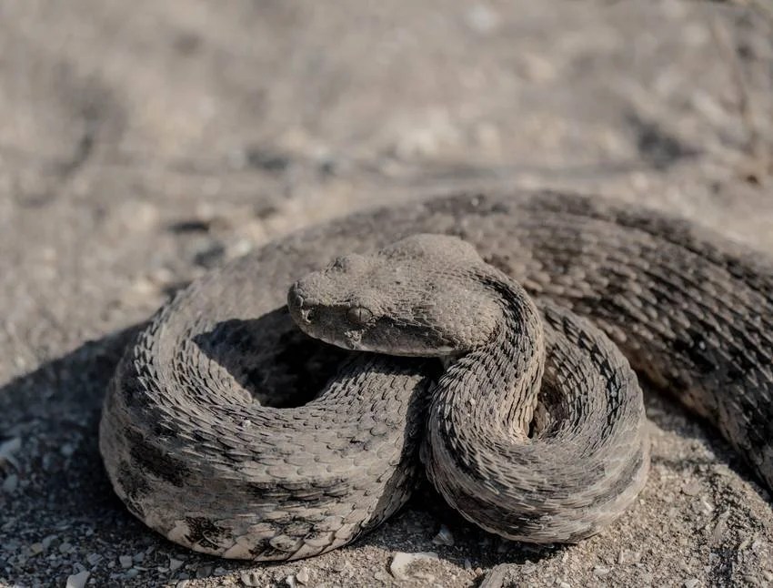 Most venomous snakes in India