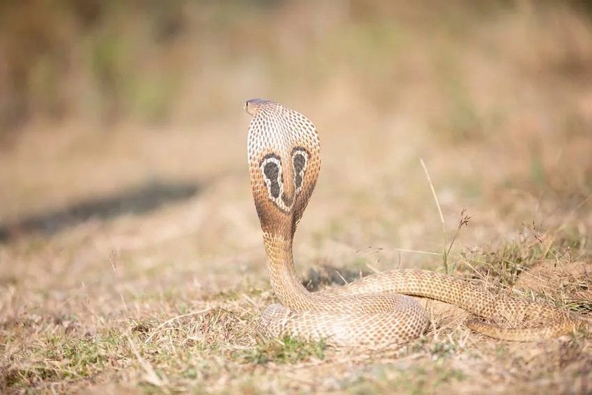 Most venomous snakes in India
