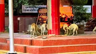Dombivli Kumbharkhanpada cemetery stray dogs issue | KDMC Rajunagar crematorium body desecration video | Former Corporator Vikas Mhatre KDMC mahasabha | Commissioner Abhinav Goyal stray dog menace Kalyan Dombivli