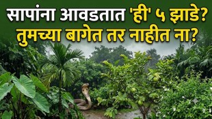Common garden plants that may provide hiding places for snakes during the monsoon season
