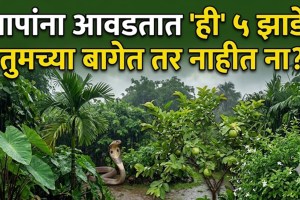 Common garden plants that may provide hiding places for snakes during the monsoon season
