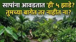 साप घराजवळ फिरकणारही नाहीत! ‘ही’ ५ झाडे घराच्या आसपासही लावू नका; तुमच्या बागेत तर नाहीत ना?