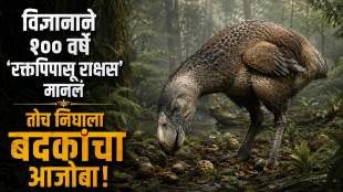 Gastornis Prehistoric Bird history
