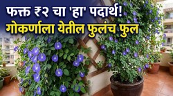गोकर्णाच्या वेलीला येतील फुलंच फुल; फक्त २ रुपयांचा ‘हा’ पदार्थ मातीत मिसळा, निळ्या फुलांनी बहरून जाईल बाल्कनी