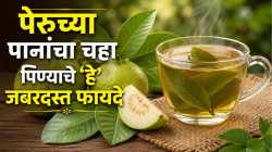 डायबिटीज, वाढत्या वजनाने त्रस्त आहात? रोज प्या पेरूच्या पानांचा चहा, जाणून घ्या बनवायचा कसा
