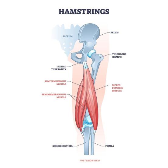 Hamstrings