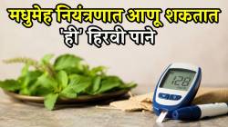 मधुमेह नियंत्रणात आणू शकतात ‘ही’ हिरवी पाने; कसं करावं सेवन, फायदे काय; जाणून घ्या तज्ज्ञांचा सल्ला