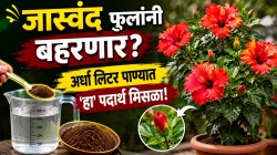 VIDEO: जास्वंदाचं रोप कळ्या-फुलांनी भरून जाईल; फक्त अर्धा लिटर पाण्यात ‘हा’ पदार्थ मिसळून कुंडीत ओता, काही दिवसांतच येतील भरपूर फुलं!