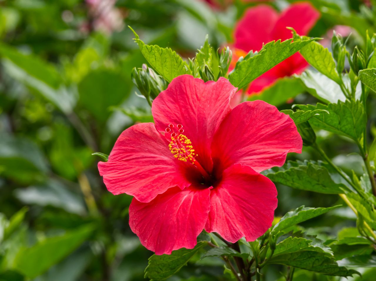 Hibiscus Tea Health Benefits