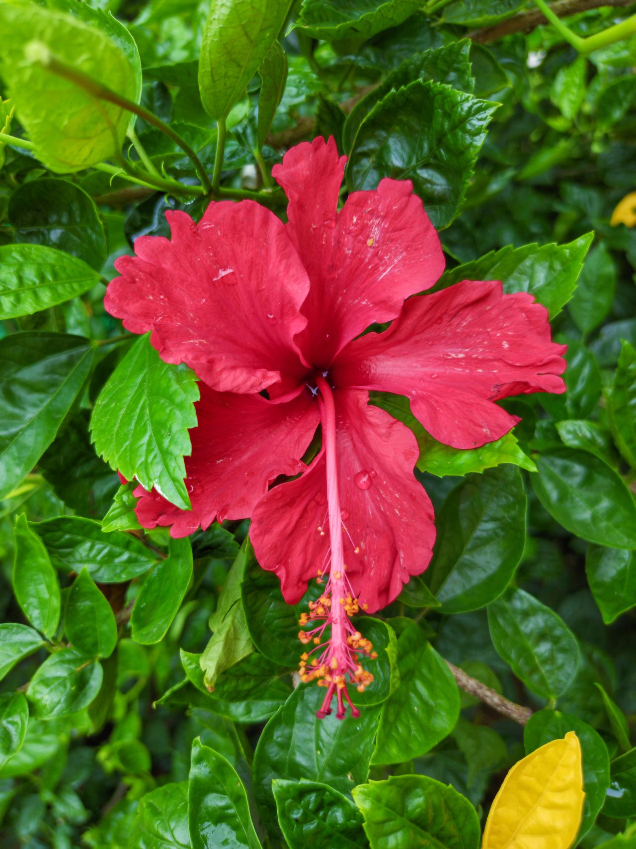 Hibiscus Tea Health Benefits