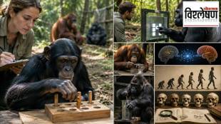 Human evolution research on ape intelligence | Great apes cognitive abilities study | Chimpanzee and gorilla psychology experiment | Manuel Bohn evolutionary development findings