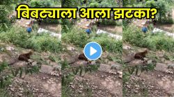 गावात घुसलेल्या बिबट्याला आला झटका? अचानक संपूर्ण शरीर थरथरून कोसळला, VIDEO पाहून तुम्हालाही धक्काच बसेल