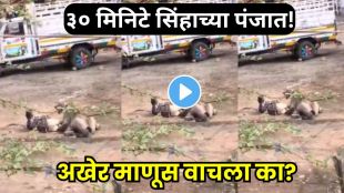Lion Attack on Cattle Herder in Gujarat Viral Video
