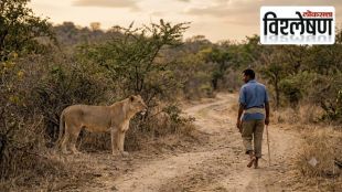 why-lioness-did-not-kill-man-gujarat-bhavnagar-human-wildlife-conflict