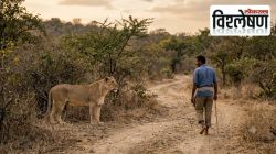 Lioness Allowed Man to Walk Free: अर्धा तास ताब्यात, तरी माणसाला ठार मारले नाही… गुजरातमध्ये सिंहिणीच्या वागणुकीचा नेमका काय अर्थ?