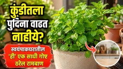 पुदिन्याची वाढ होत नाहीये का? स्वयंपाकघरातील ‘ही’ एक साधी गोष्ट मातीत खोचा; भराभर होईल वाढ अन् भरून जाईल कुंडी हिरव्यागार पानांनी!