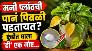Healthy green money plant after using rice water as a natural fertilizer for yellow leaves