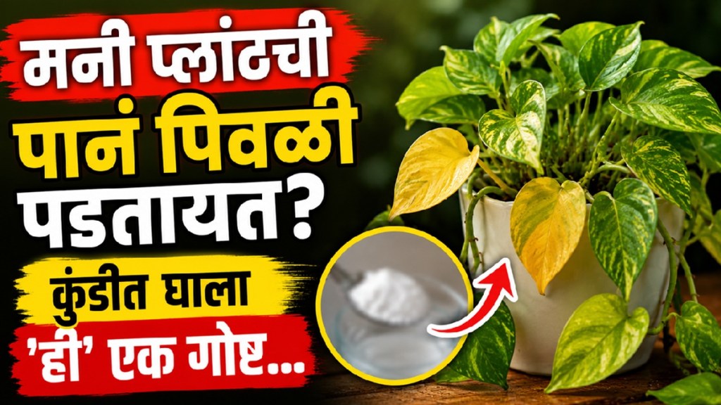 Healthy green money plant after using rice water as a natural fertilizer for yellow leaves Healthy green money plant after using rice water as a natural fertilizer for yellow leaves