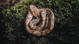 Most venomous snakes in India