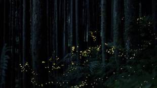 best firefly watching spots in India
