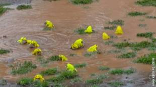 Kolhapur Kurundwad yellow frogs video | Tabak Udyan Shirol monsoon nature miracle | Indian bullfrog yellow color change breeding | Maharashtra monsoon wildlife updates Kolhapur