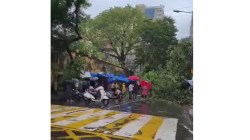 मृत्यूसत्र सुरूच; मुंबईत झाड पडून आणखी एकाचा बळी, कुर्ल्यातील दुर्घटनेने हळहळ