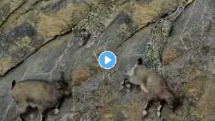 An Ibex's move foiled the snow