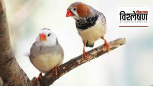 Zebra Finch Bird