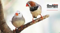 Zebra Finch Bird Language Research: झेब्रा पिंच पक्ष्यांच्या किलबिलाटाचा अर्थ उलगडणाऱ्या शास्त्रज्ञाला ९५ लाखांचे बक्षीस कशासाठी? पशुपक्ष्यांची भाषा मानव समजू शकेल का?