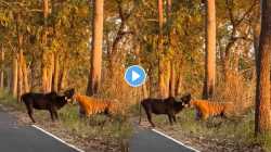 एकाला जगण्यासाठी दुसऱ्याला मरावं लागतं… वाघाचा गायीवर क्रूर हल्ला; VIDEO पाहून अंगावर येईल काटा