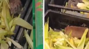 Star Bazaar Mira Road rats found video | FDA action on Bhayandar Star Bazaar | MNS protest Sachin Pokale Star Bazaar | Thane Crime Food Safety News
