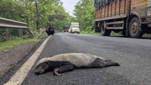 Chandrapur Mul national highway wildlife roadkill accident | Rare honey badger chandi aswal death Janala bit | Tadoba Andhari tiger reserve wildlife corridor mitigation measures | National highway authority of India underpass delay Maharashtra | AI Generated Image