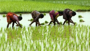 Thane heavy rain paddy cultivation | Maharashtra farmers sowing rice | Kalyan Bhiwandi crop damage report | Agriculture department relief package update