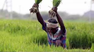 Maharashtra farmers kharif sowing season relief | Unseasonal rain compensation fund Maharashtra government | Amravati division farmer crop damage relief | Prabodh Deshpande Akola agriculture report