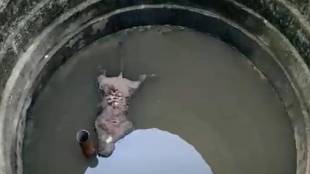 Tiger dead body found in Gondia well | Gondia Goregaon Murdoli tiger death updates | Navegaon Nagzira Tiger Reserve forest department | Maharashtra wildlife crime accident news today