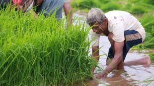 Maharashtra kharif sowing farmers monsoon agriculture | Paddy cultivation Konkan Vidarbha crop cultivation | Agriculture minister Dattatray Bharne sowing alert | Amravati department cotton soybean farming Maharashtra