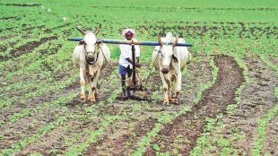 Ahilyanagar krishi seva kendra license suspended | Sudhakar Borale agriculture department action | Fertilizer linking complaints Maharashtra | Ahmednagar crop input inspection 2026