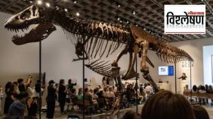 Dinosaur fossil