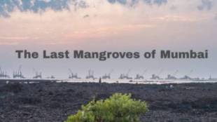 The Last Mangroves of Mumbai documentary film poster | Save Mumbai Mangroves environmental campaign | Versova Bhayandar coastal road mangrove destruction | Mumbai coastal road ecological impact assessment